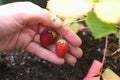 Strawberries in urban orchard Royalty Free Stock Photo