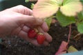 Strawberries in urban orchard Royalty Free Stock Photo