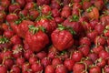 Fresh garden strawberries on a bowl, different sizes Royalty Free Stock Photo