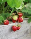 Strawberries on the vine Royalty Free Stock Photo