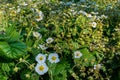 Strawberries white flowers blossom in the garden