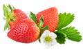 Strawberries on white. Fresh organic strawberry with leaf and flower Royalty Free Stock Photo