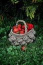 Strawberries in a wicker basket