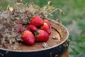 Strawberries on a wine wooden barrel in an orchard in summertime. Royalty Free Stock Photo