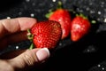 Strawberries in a woman`s hand. Berry in hand on a black background