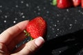 Strawberries in a woman`s hand. Berry in hand on a black background