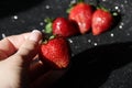 Strawberries in a woman`s hand. Berry in hand on a black background