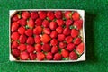 Strawberries in a wooden box on grass