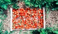 Strawberries in wooden box Royalty Free Stock Photo