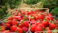 Strawberries in wooden box Royalty Free Stock Photo