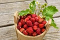 Strawberries in a wooden bucket are blooming on the table. Royalty Free Stock Photo