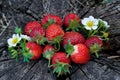 Strawberries on a wooden stump