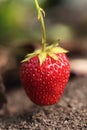 Strawberry Royalty Free Stock Photo