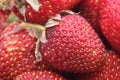 Strawberry background