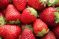 Strawberry background. Freshly picked ripe strawberries. Fruit background, Fresh organic berries Royalty Free Stock Photo