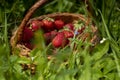 Strawberry Basket on Meadow Grass. Tasty Red Fruit