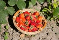 Strawberry in the basket. Summer garden