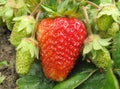 Strawberry on a bed Royalty Free Stock Photo