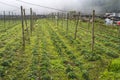 Strawberry beds with small white flowers. Non-varietal berries. Degenerate strawberry bushes growing wild in the garden in the