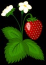 Strawberry berries on the bush - vertical illustration