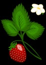 Strawberry berries on the bush - vertical illustration