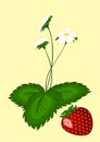 Strawberry berries on the bush - vertical illustration Royalty Free Stock Photo