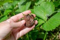 strawberry berry affected by gray rot in the hands of a gardener. Diseases of vegetables and berries Royalty Free Stock Photo