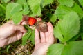 strawberry berry affected by gray rot in the hands of a gardener next to a healthy berry. Diseases of vegetables and Royalty Free Stock Photo