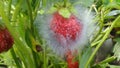 Grey rot on strawberries Royalty Free Stock Photo