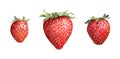 Strawberry berry. Watercolor painted drawing Royalty Free Stock Photo
