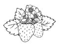 Strawberry bloomy bush flower leaf closeup sketch Royalty Free Stock Photo