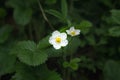Strawberry blooming close-up in the garden. Growing ripe garden strawberries Royalty Free Stock Photo