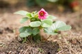 Strawberry blooming, pink flower