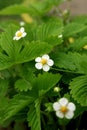 Strawberry blooms grows in the garden, organic fruit. Strawberry bushes with white flowers. Close-up shot