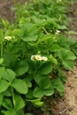 Strawberry blooms grows in the garden, organic fruit. Strawberry bushes with white .flowers. Close-up shot