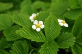 Strawberry blooms grows in the garden, organic fruit. Strawberry bushes with white flowers. Close-up shot