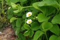 Strawberry blooms grows in the garden, organic fruit. Strawberry bushes with white flowers. Close-up shot