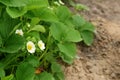 Strawberry blooms grows in the garden, organic fruit. Strawberry bushes with white flowers. Close-up shot