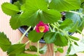 Strawberry blooms