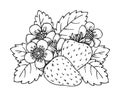 Strawberry bloomy bush flower leaf closeup sketch Royalty Free Stock Photo