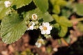Strawberry blossom bush in the garden. Growing strawberries at home