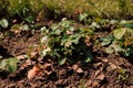 Strawberry blossom bush in the garden. Growing strawberries at home