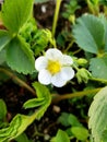 Strawberry white flower blossom. Royalty Free Stock Photo