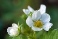 Strawberry blossom