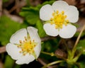 Strawberry Blossom In Summer.