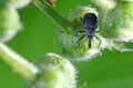 The Strawberry blossom weevil Anthonomus rubi is a weevil that feeds on members of the Rosaceae and is an important pest of strawb