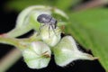 The Strawberry blossom weevil Anthonomus rubi is a weevil that feeds on members of the Rosaceae and is an important pest of strawb