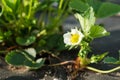 Strawberry blossom. White strawberry flowers with green leaves in Spring season with sunlight Royalty Free Stock Photo