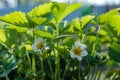 Strawberry blossom. White strawberry flowers with green leaves in Spring season with sunlight. Strawberry bush close-up Royalty Free Stock Photo