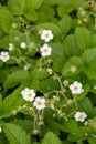 Strawberry blossoms close-up, vertical image. Delicate white flowers. Flowering plantation. Royalty Free Stock Photo